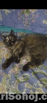 Persian kitten